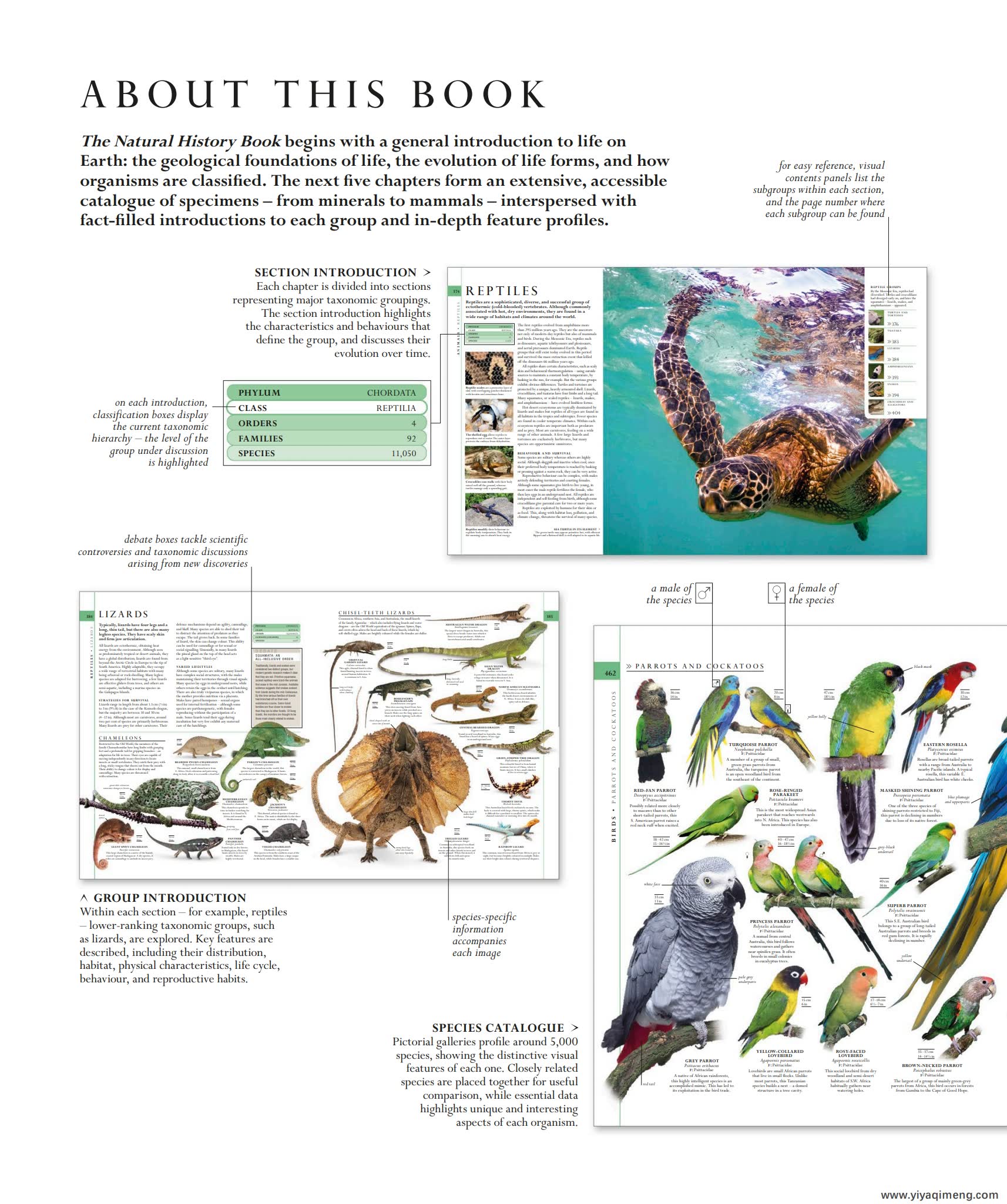 DK自然史科普知识英文绘本The Natural History Book