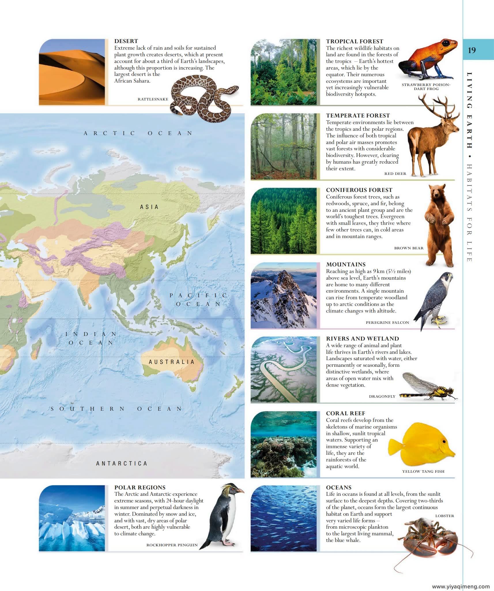 DK自然史科普知识英文绘本The Natural History Book