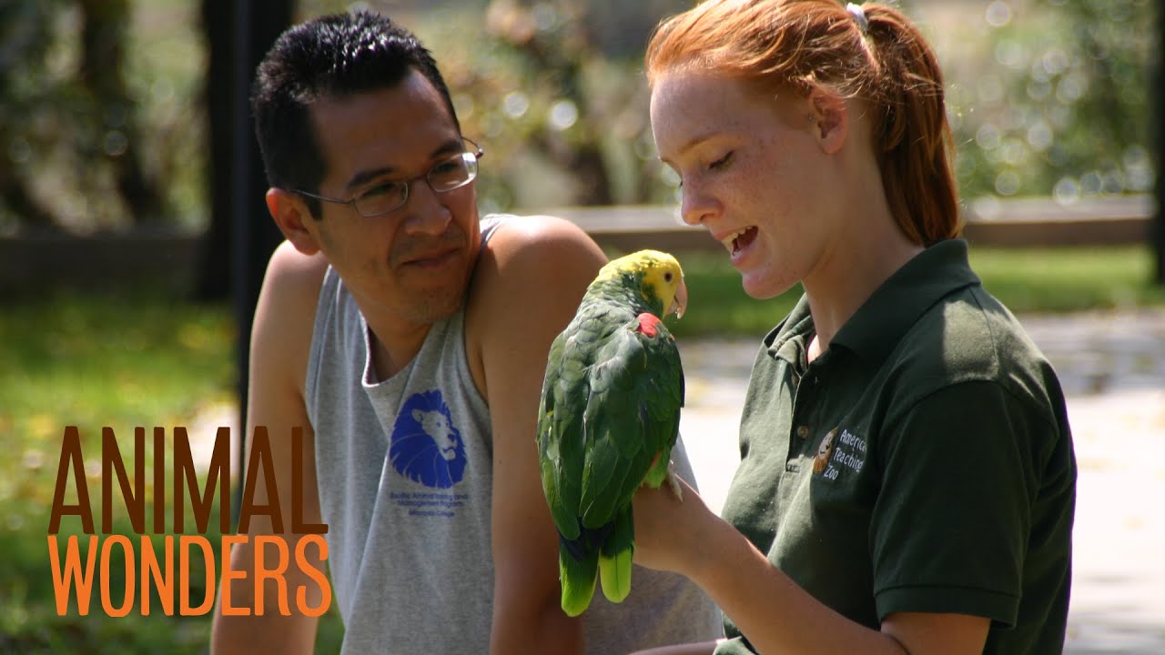 动物科普剧 Animal Wonders 动物奇观