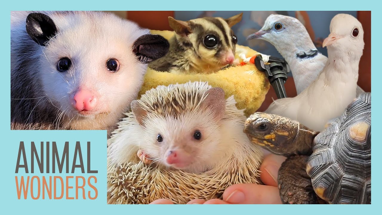 动物科普剧 Animal Wonders 动物奇观