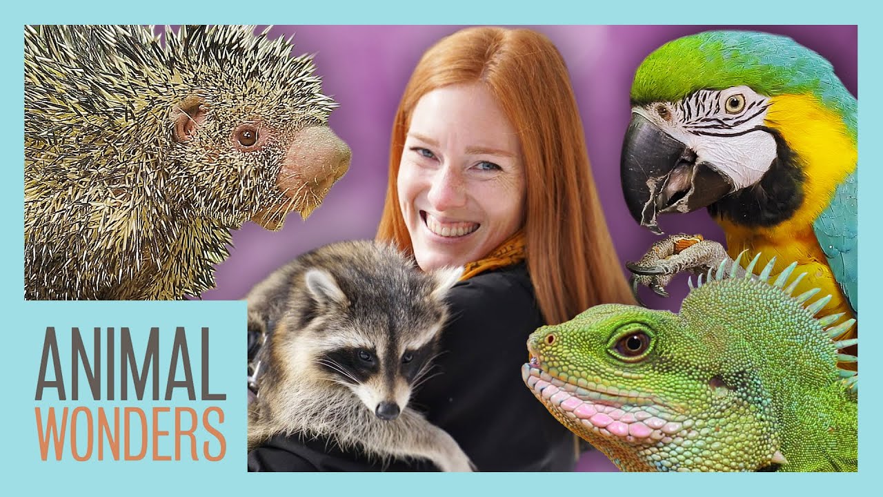 动物科普剧 Animal Wonders 动物奇观
