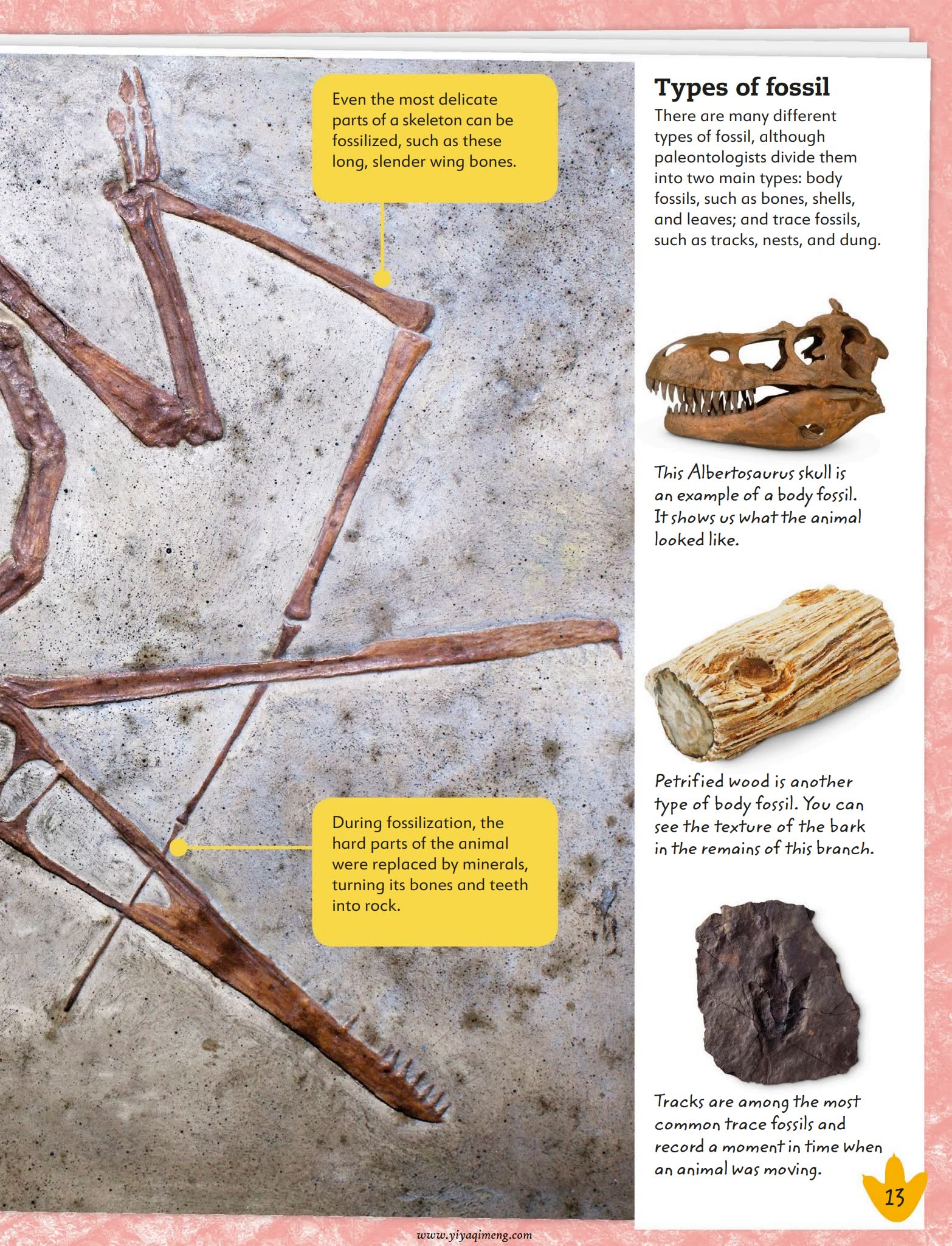 My Book of Dinosaurs and Prehistoric Life恐龙史前生物